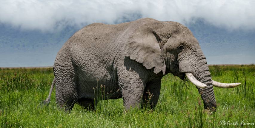 Elephant in Ngorongoro Crater